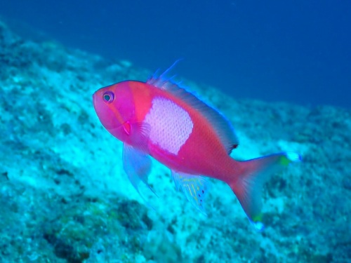 スミレナガハナダイ