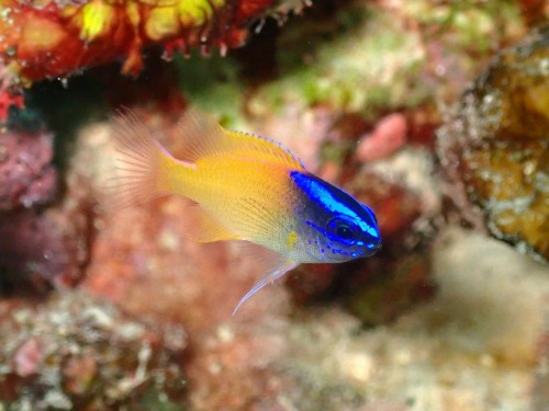 レモンスズメダイ