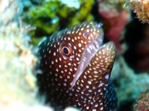 ハナビラウツボ