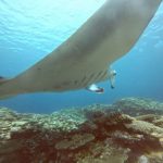 <span class="title">頭上通過にお見送り？石垣島のマンタは大盛況！マンタ熱で大興奮のダイビング！</span>