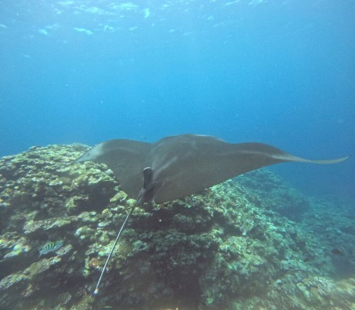 ナンヨウマンタ