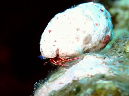 ケフサゼブラヤドカリ