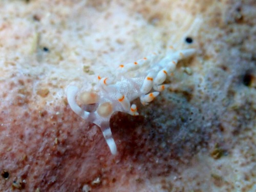 サキシマミノウミウシ