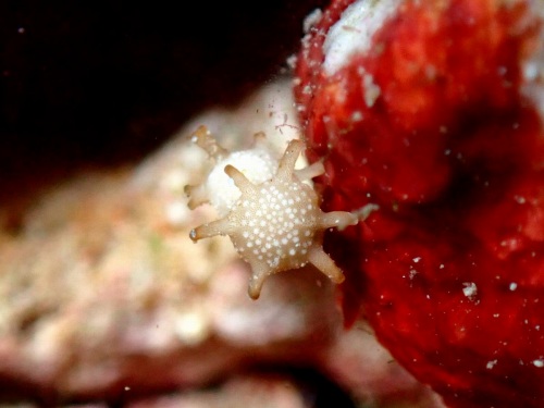 タイヨウノスナ