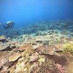 <span class="title">石垣島の極上サンゴ礁！嘉弥真島と浜島でサンゴの海を堪能ダイビング！</span>