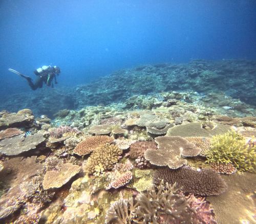サンゴ礁
