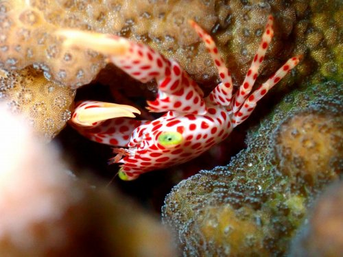 オオアカホシサンゴガニ