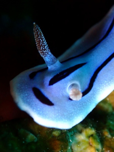 ミゾレウミウシ