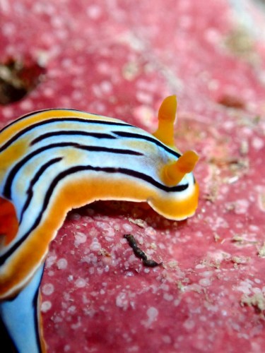 エリザベスウミウシ