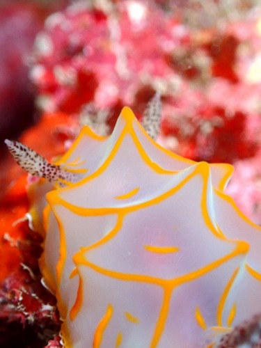 キスジカンテンウミウシ