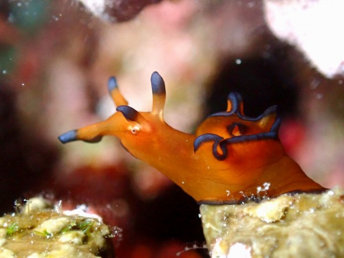 クロヘリアメフラシ