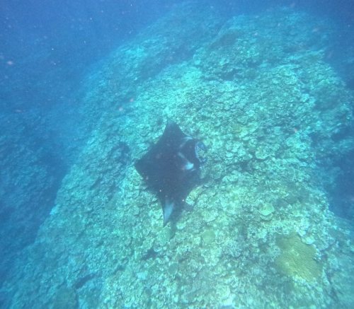 ナンヨウマンタ