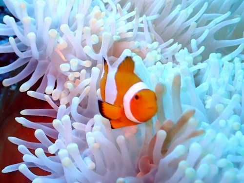 カクレクマノミ