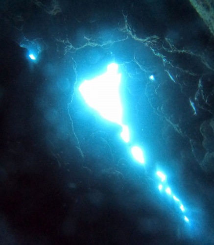 オープンハート