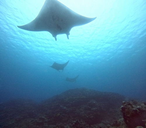 ナンヨウマンタ