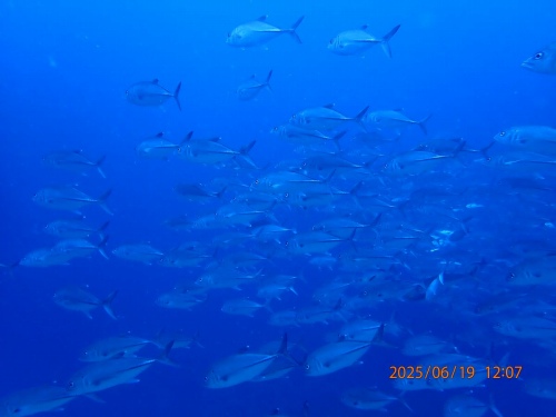 ギンガメアジの群れ2