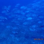 <span class="title">石垣島は夏突入！大物狙いダイビングでギンガメアジに寄れた～！</span>