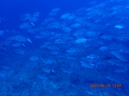 ギンガメアジの群れ3