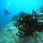 <span class="title">快晴ベタ凪の石垣島！夏の海で地形やウミガメのワイド系ダイビング！</span>