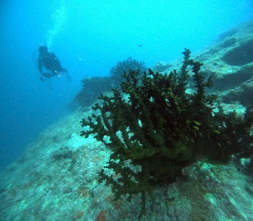 ナンヨウキサンゴ