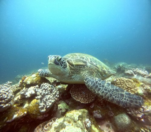 アオウミガメ