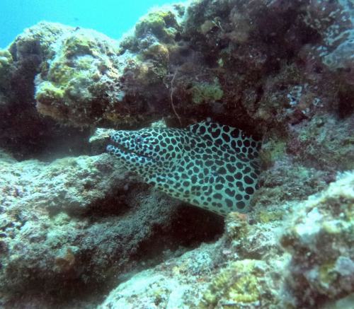 ニセゴイシウツボ