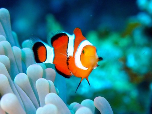 カクレクマノミ