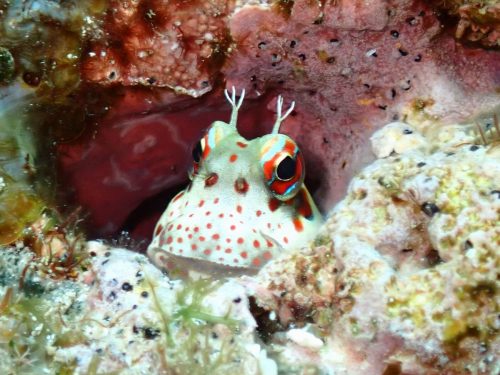 モンツキカエルウオ