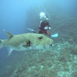 <span class="title">てぃだかんかんの石垣島！夏の島の魚に囲まれてリゾート満喫ダイビング！</span>