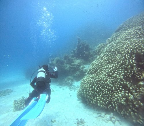 コモンシコロサンゴ