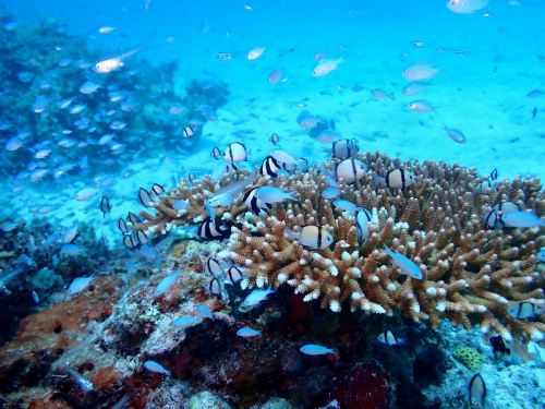 フタスジリュウキュウスズメダイ