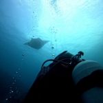 <span class="title">石垣島のマンタのホバリングショーをじっくり堪能のダイビング！</span>