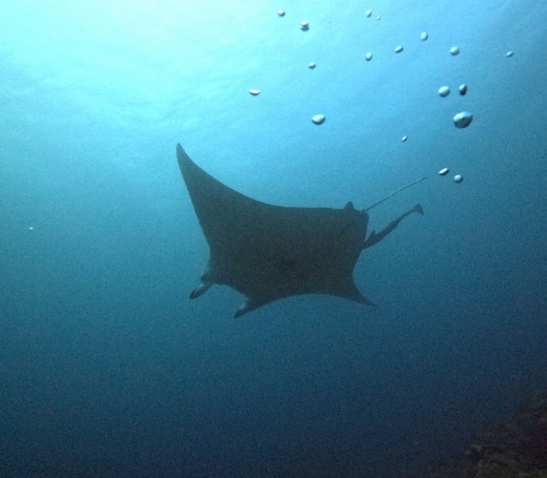 ナンヨウマンタ