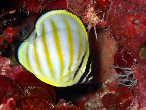 ハナグロチョウチョウウオ