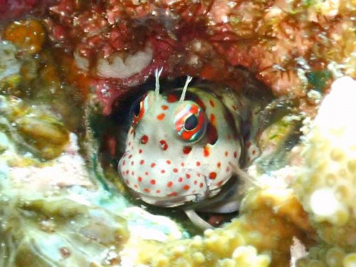 モンツキカエルウオ