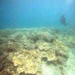 <span class="title">石垣島の元気なサンゴ！北礁と名蔵湾でサンゴ礁リラクゼーションダイビング！</span>