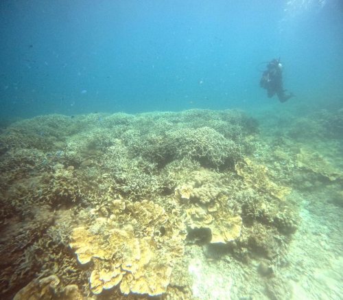 ファンダイビング1