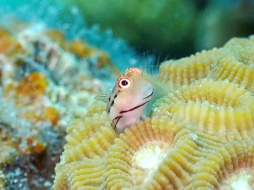 イシガキカエルウオ