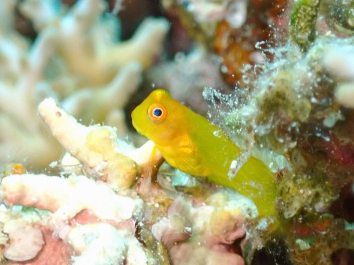 インドカエルウオ