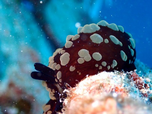 チギレフシエラガイ