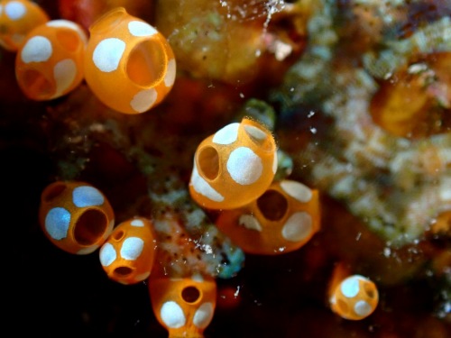 ウルトラマンホヤ