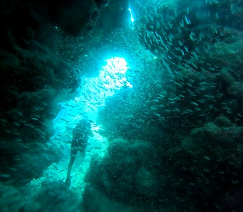 ウスモモテンジクダイ