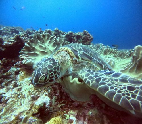 アオウミガメ