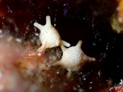 タイヨウノスナ