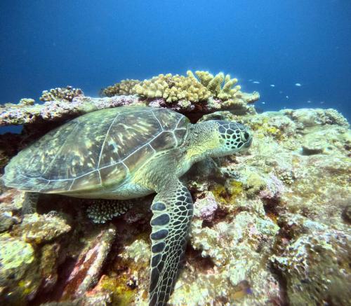 アオウミガメ