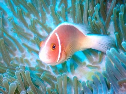 ハナビラクマノミ