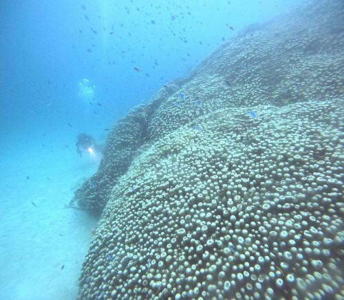 コモンシコロサンゴ