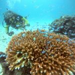 <span class="title">微妙な天気の石垣島？サクッと午前中2ダイビングでお昼は一休食堂のそば！</span>