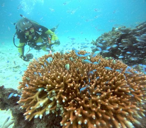 ファンダイビング