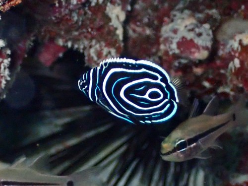 タテジマキンチャクダイ